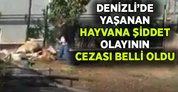 Denizli’de hayvana eziyet eden şahsın cezası belli oldu