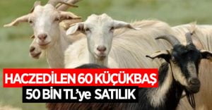 Denizli’de icradan satılık koyun, keçi ve kuzu