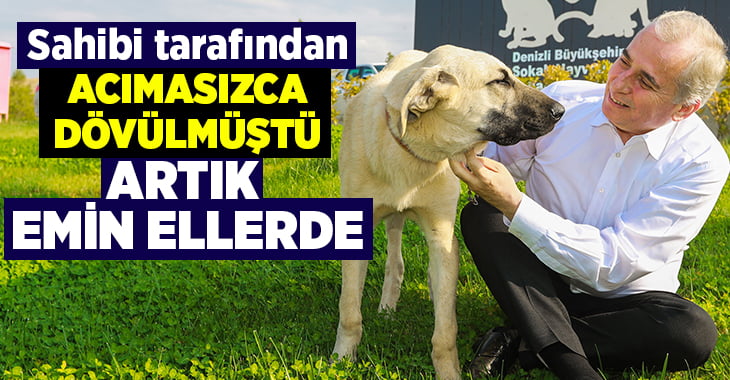 Denizli’de sahibi tarafından sopayla dövülen köpek artık emin ellerde