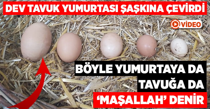 Denizli’de dev tavuk yumurtası ilgi odağı oldu