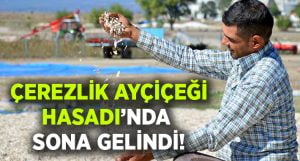 Çerezlik Ayçiçeği Hasadında Sona Gelindi