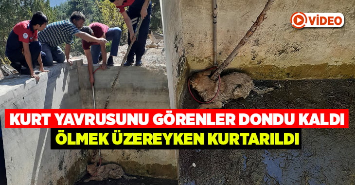 Denizli’de ölmek üzere olan kurt kurtarıldı