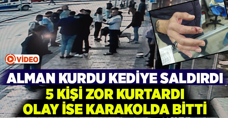 Alman kurdunun kaptığı kediyi ağzından 5 kişi güçlükle kurtardı