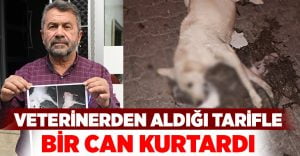 Hayvansever veterinerden aldığı tarifle bir can kurtardı