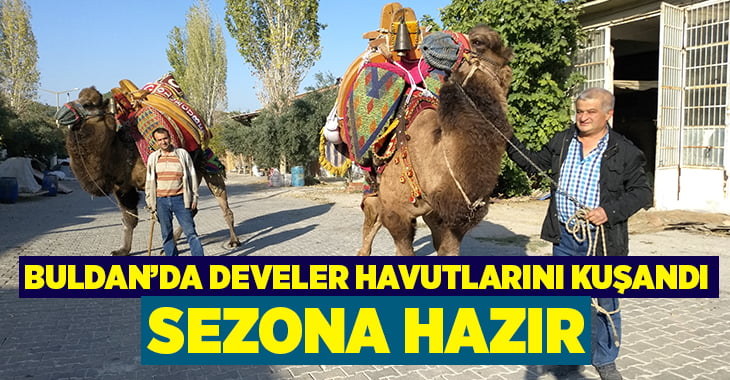 Buldan’da develer güreşlere hazırlanıyor