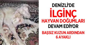 Denizli’de ilginç hayvan doğumları devam ediyor, 6 bacaklı kuzu