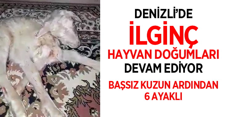 Denizli’de ilginç hayvan doğumları devam ediyor, 6 bacaklı kuzu