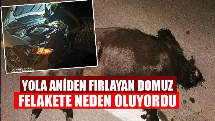 Yola aniden çıkan domuz felakete neden oluyordu