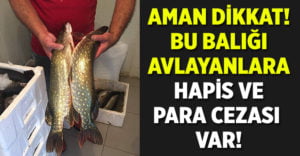 Bu balığı avlayanlara hapis ve para cezası var!