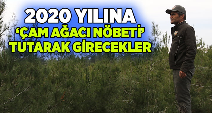 Yeni yılı ormanlık alanda ‘çam ağaçlarını’ koruyarak karşılayacaklar