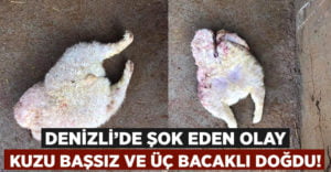 Denizli’de şoke eden olay Kuzu başsız ve 3 bacaklı doğdu!