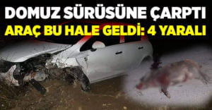 Domuz sürüsüne çarpan otomobilde 4 kişi yaralandı