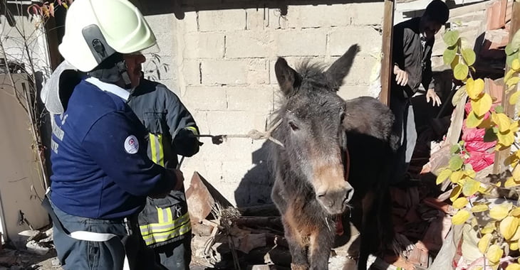 Çöken ahırın altında kalan katırı itfaiye kurtardı