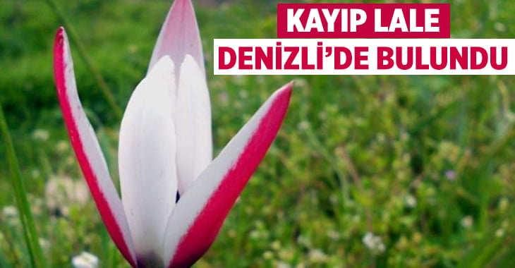 Kayıp lale Denizli’de bulundu