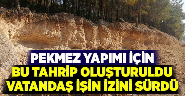 Pekmez yapımı için ağaç köklerine zarar verildiği iddiası