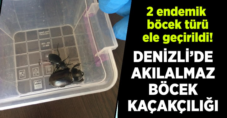 Sonunda bunu yaptılar! Denizli’de böcek kaçakçılarına operasyon