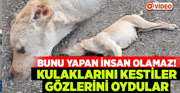 Bunu yapan insan olamaz! Kulaklarını kestiler, gözlerini oydular