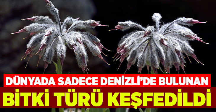 Dünyada sadece Denizli’de bulunan bir bitki türü keşfedildi