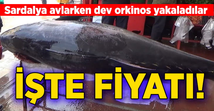 Sardalya avlarken, dev orkinos yakalandı ve rekor fiyata satıldı