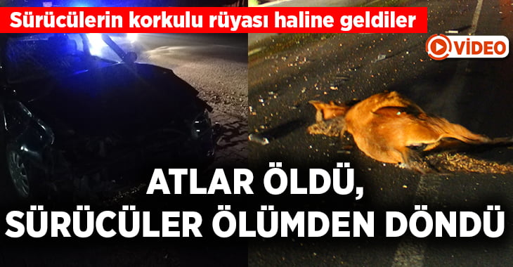 Aydın-Denizli yolunda başıboş atlar, sürücülerin korkulu rüyası haline geldi