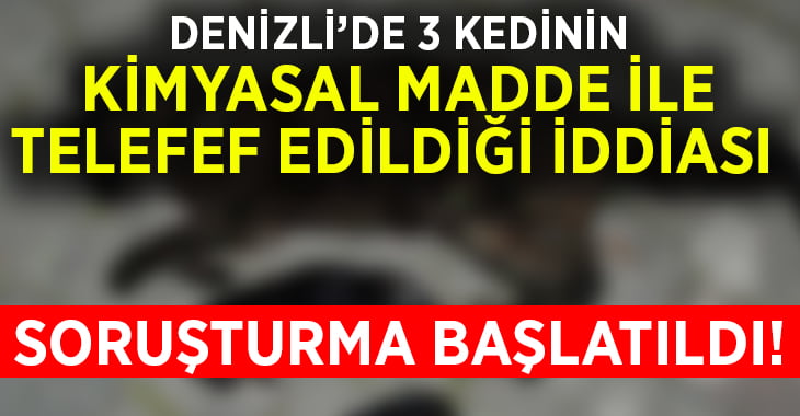 Denizli’de 3 kedinin kimyasal madde ile telef edildiği iddiası