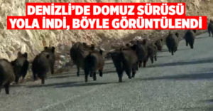 Kara yoluna çıkan domuz sürüsünün şaşırtıcı görüntüsü