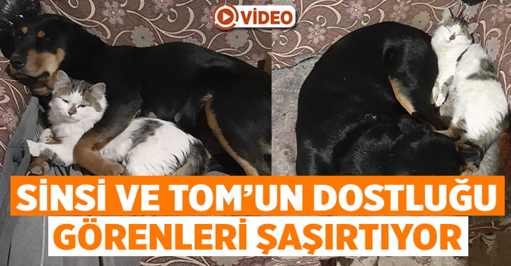 Kedi ile köpeğin dostluğu görenleri şaşırtıyor