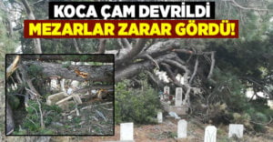 150 yıllık ‘Koca Çam’ devrildi mezarlar zarar gördü