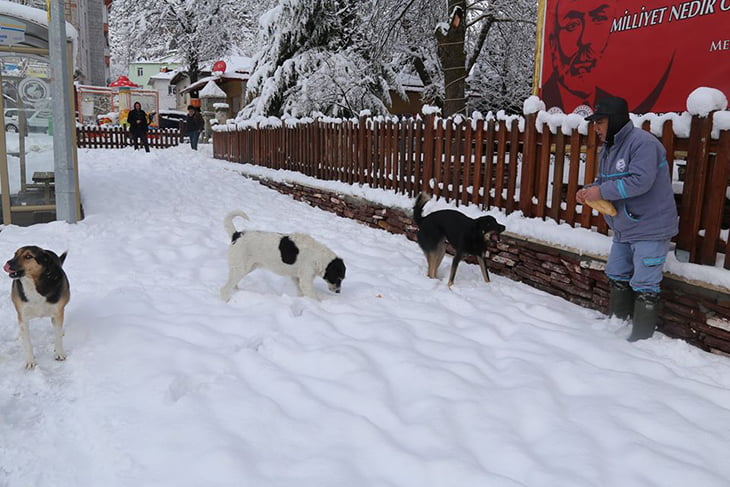 Çameli Belediyesi soğuk havada can dostlarını unutmadı