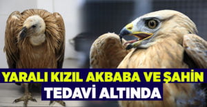 Yaralı kızıl akbaba ve şahin tedavi altında