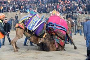 Deve güreşlerinin gelirleri hastaneye cihaz alımı için bağışlanacak