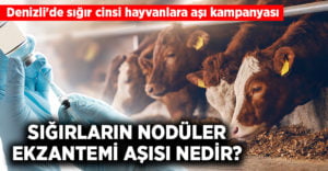 Denizli’de sığır cinsi hayvanlara aşı kampanyası