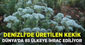 Denizli’de üretilen kekik 85 ülkeye ihracat ediliyor