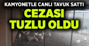 Kamyonetle canlı tavuk satan şahsa para cezası kesildi