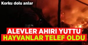 Çameli’de ahır yangınında hayvanlar telef oldu