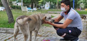 4 günlük yasakta sokak hayvanları unutulmadı