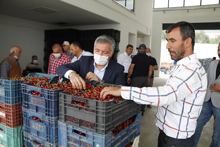 Honaz’da kiraz hasadı başladı, fiyatların yüksek olması yüzleri bir nebze güldürüyor