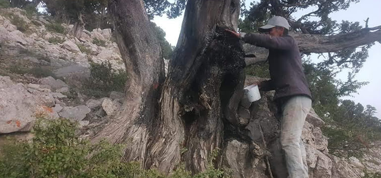 Yıldırım düşen asırlık ağacı çobanlar kurtardı