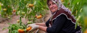 Çal’da seracılığın yıldızı: Kuzeyköy domatesi