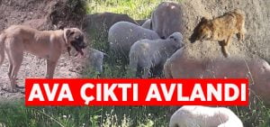 Ava çıktı, avlandı