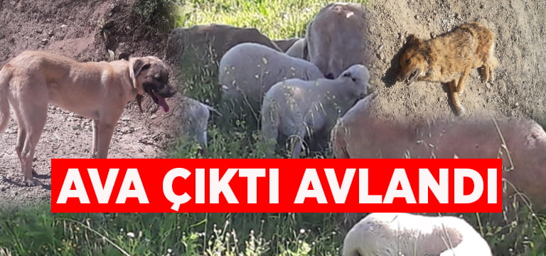 Ava çıktı, avlandı