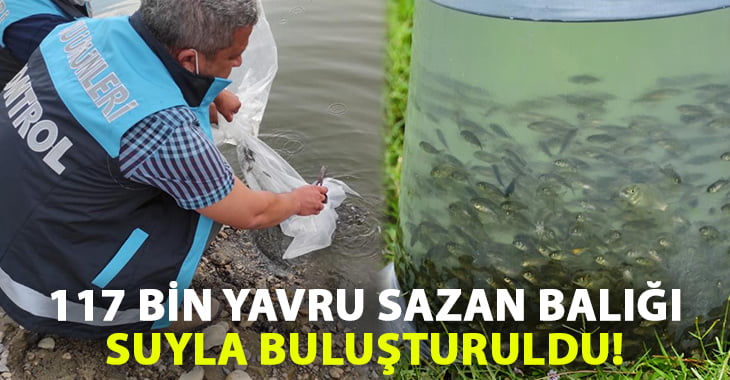 Denizli’de 117 bin yavru sazan balığı suyla buluşturuldu!