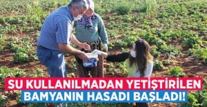 Denizli’de su kullanılmadan üretilen bamya hasadı başladı!