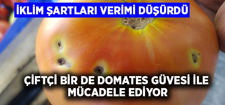 Çiftçi domates güvesi ile mücadele ediyor