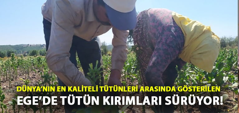 Dünya’nın en kalite tütünleri arasında gösterilen Ege’de tütün kırımı sürüyor!