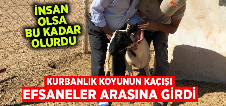 İnsan olsa bu kadar kaçabilirdi