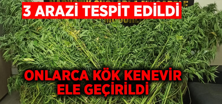 Denizli’de 3 arazide onlarca kök kenevir yakalandı