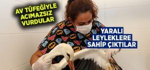 Av tüfeği ile vurulan leyleklere Büyükşehir sahip çıktı