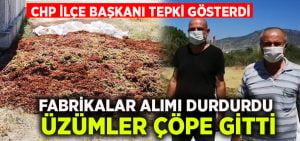 Fabrikalar alımı durdurdu, üzümler çöpe gitti