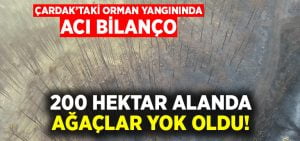 Çardak’taki orman yangınında 200 hektar alanda ağaçlar yok oldu